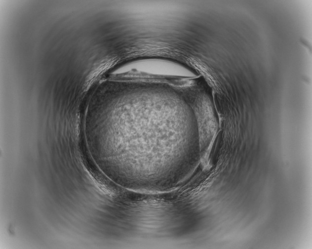 X0000096440586200802071750