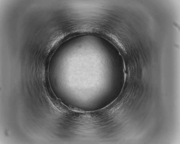 X0000096440588200802071750