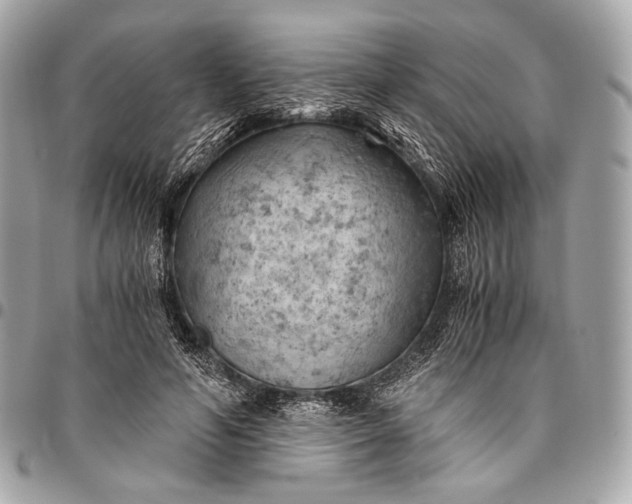 X0000096440594200802071750