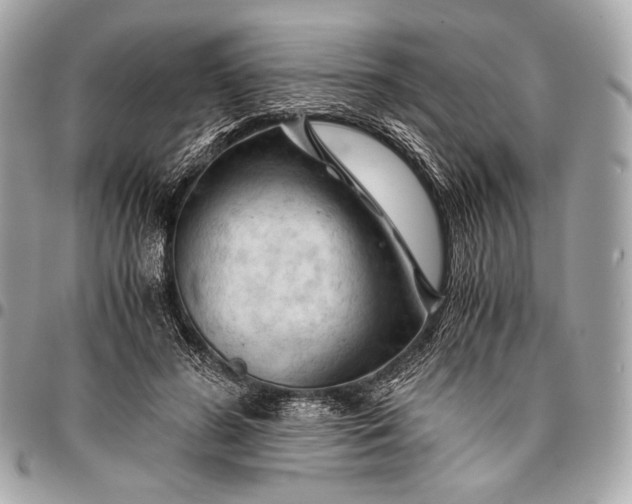 X0000096440596200802071750