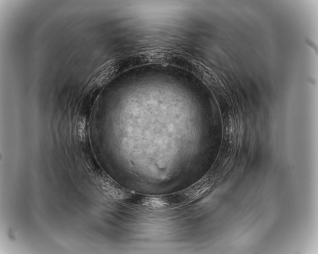 X0000096440610200802071750