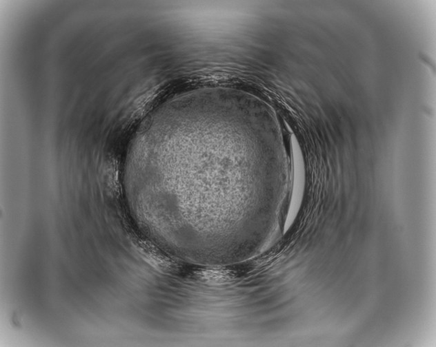 X0000096440615200802071750