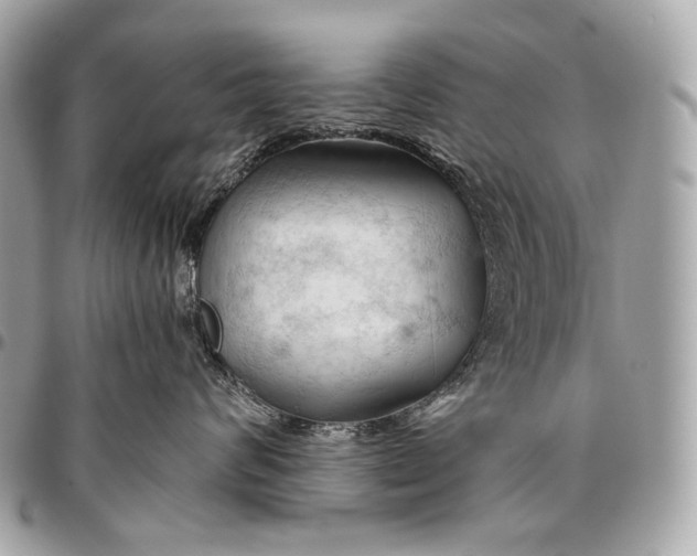 X0000096440624200802071749