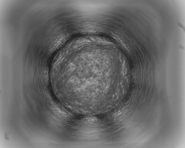 X0000096440642200802071749