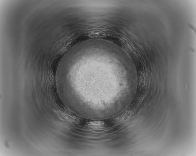 X0000096440659200802071749