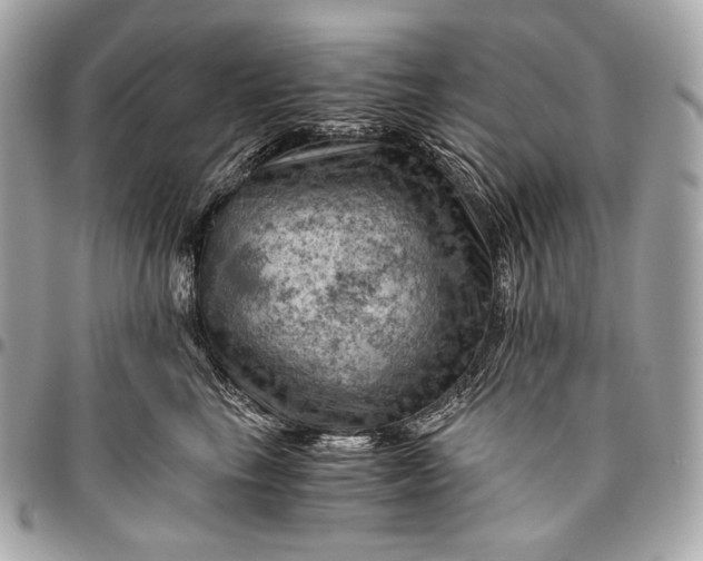 X0000096440665200802071749