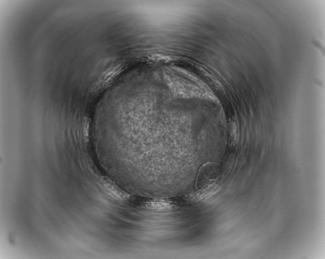 X0000096440668200802071749