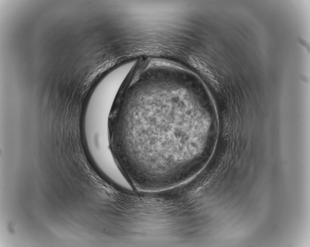 X0000096440681200802071749