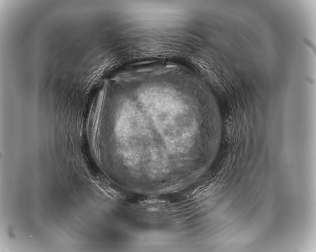 X0000096440691200802071748