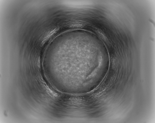 X0000096440729200802071747