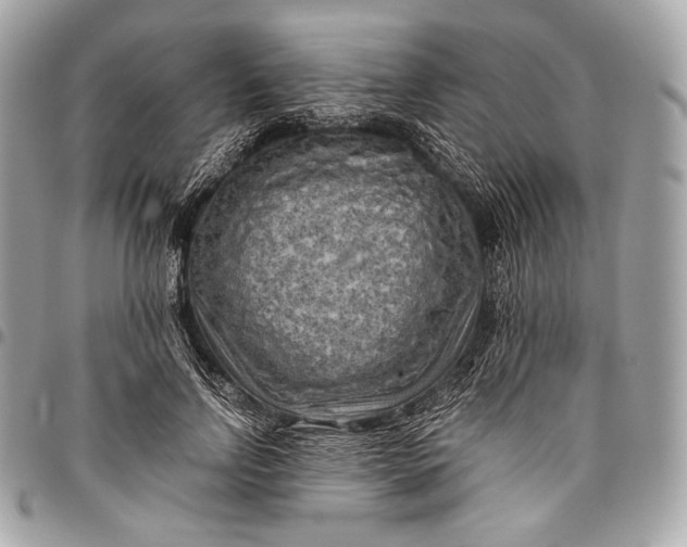 X0000096440742200802071748