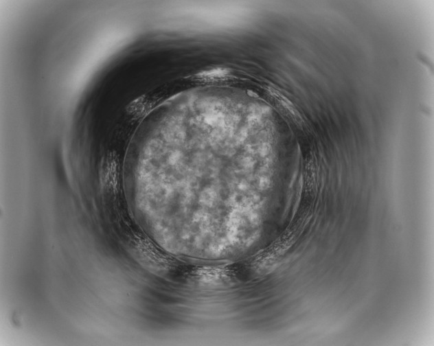 X0000096440762200802071748