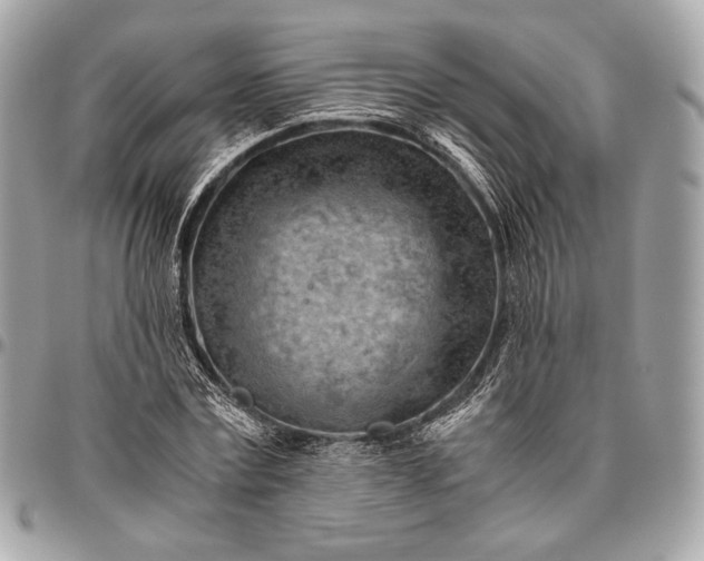 X0000096440779200802071747