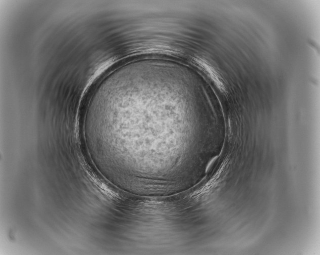 X0000096440780200802071747