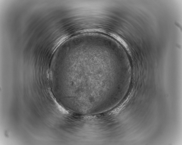 X0000096440809200802071747