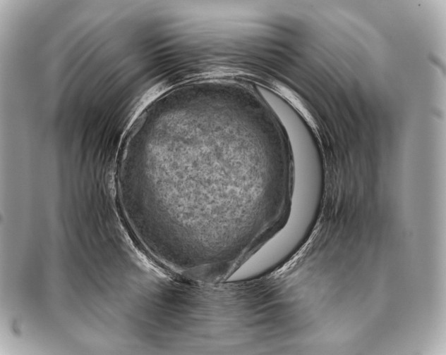 X0000096440810200802071747