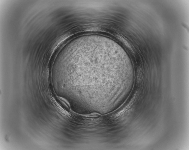 X0000096440831200802071746