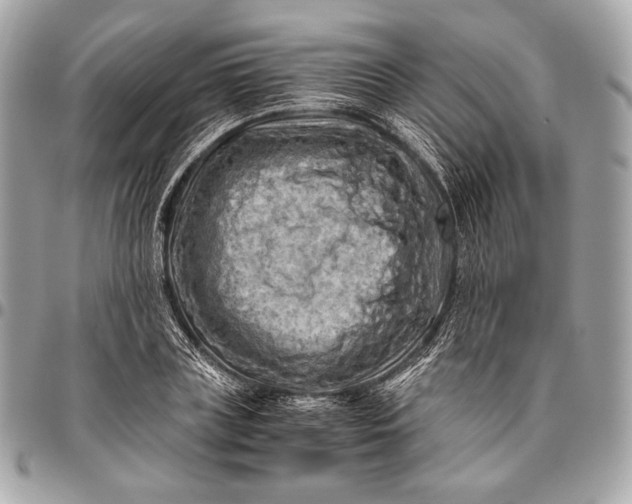 X0000096440835200802071746