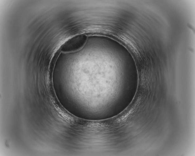 X0000096440880200802071746