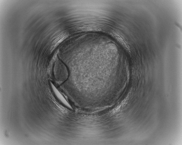 X0000096440881200802071746