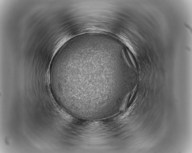 X0000096440891200802071745