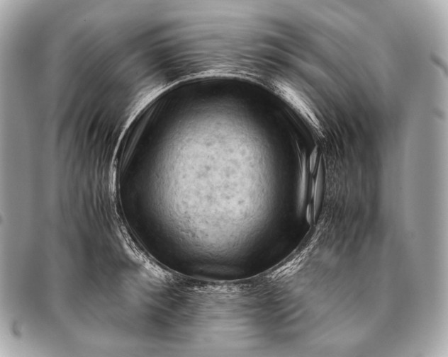 X0000096440900200802071745