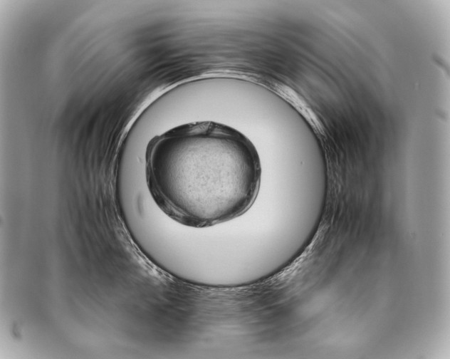 X0000096440908200802071745