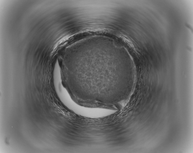 X0000096440920200802071745