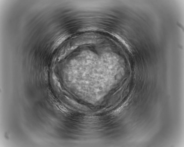 X0000096440921200802071745