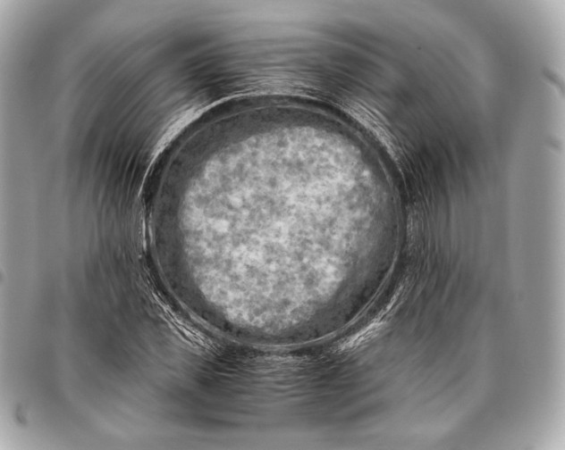 X0000096440925200802071745