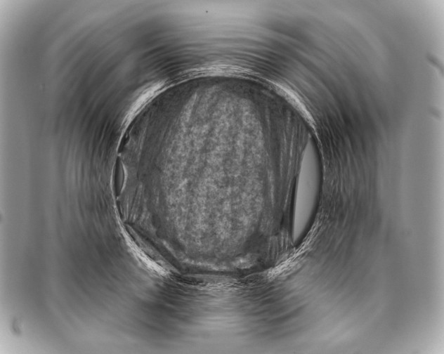 X0000096440946200802071745