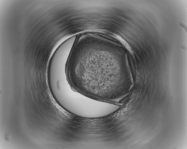 X0000096440955200802071745