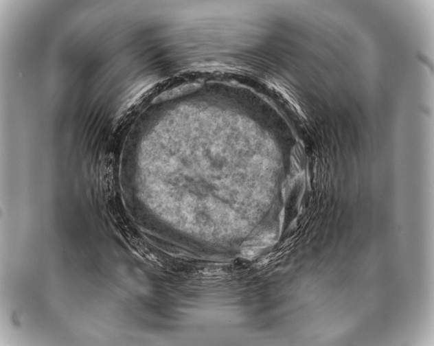 X0000096440968200802071744