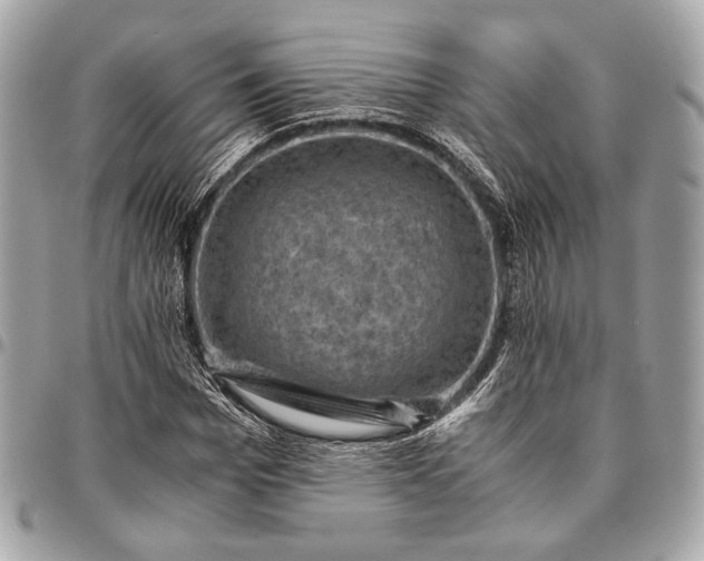 X0000096440969200802071744