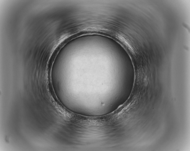 X0000096440976200802071744