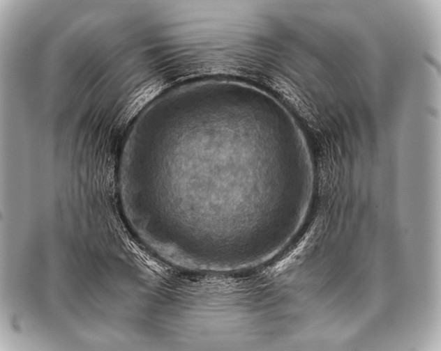 X0000096440977200802071744