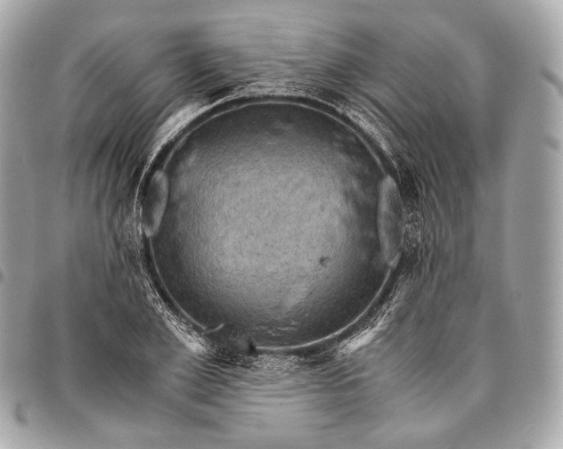 X0000096440981200802071744