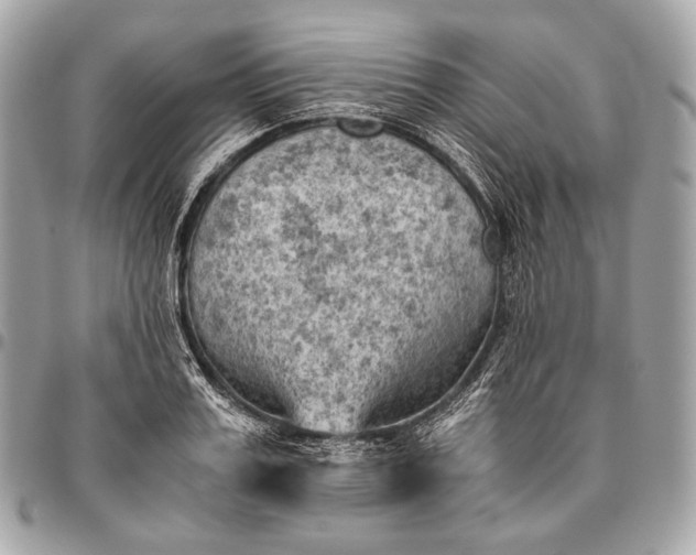 X0000096440987200802071744