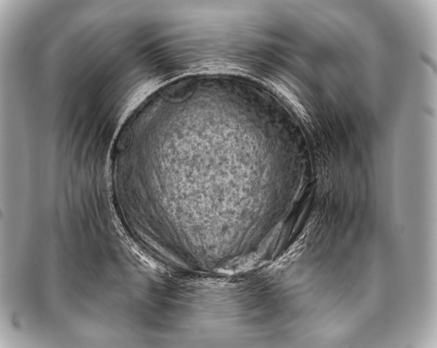 X0000096440990200802071744