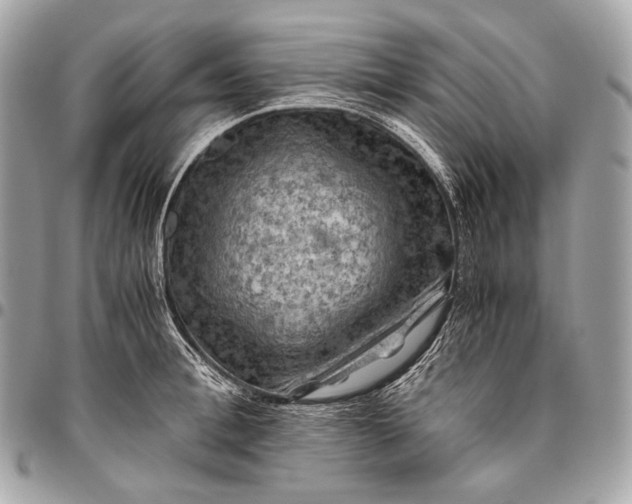 X0000096440996200802071744