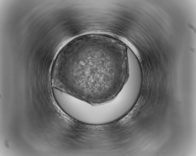 X0000096441004200802071744