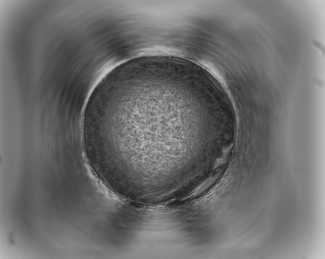 X0000096441008200802071744