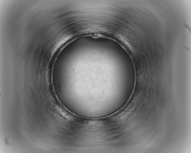 X0000096441026200802071743