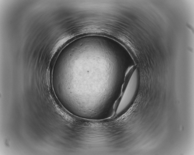 X0000096441030200802071743