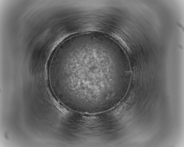 X0000096441031200802071743