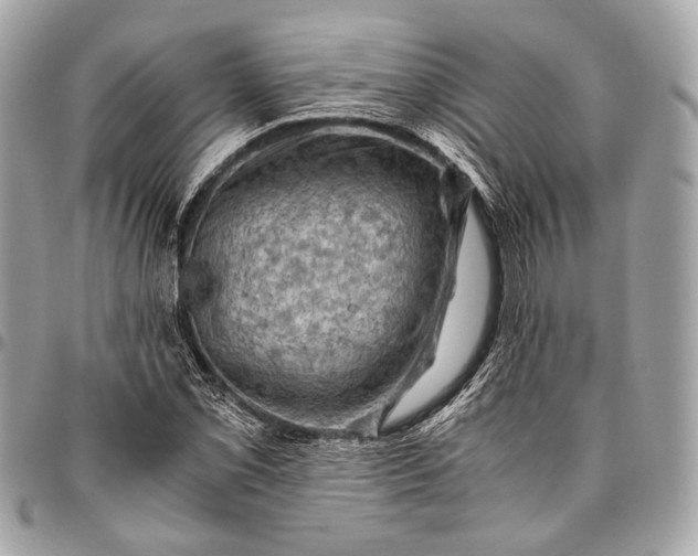 X0000096441069200802071743