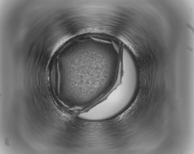 X0000096441070200802071743