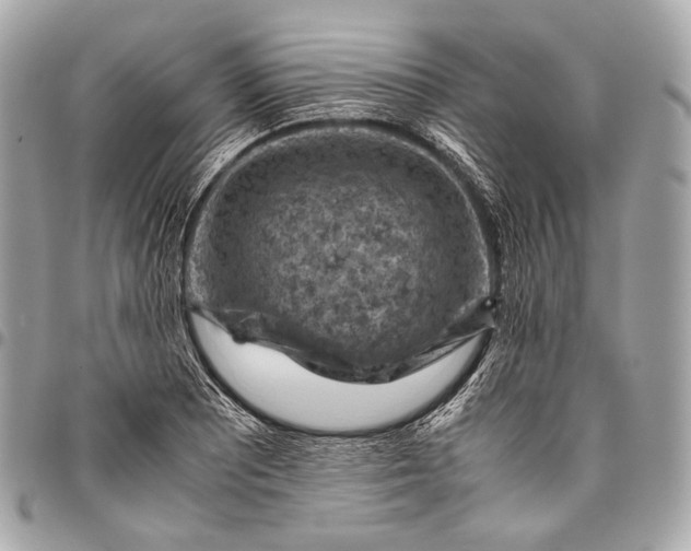 X0000096441081200802071743