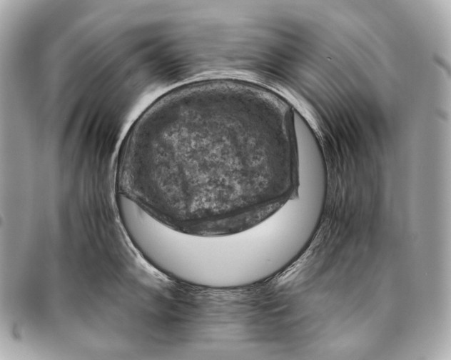 X0000096441102200802071742