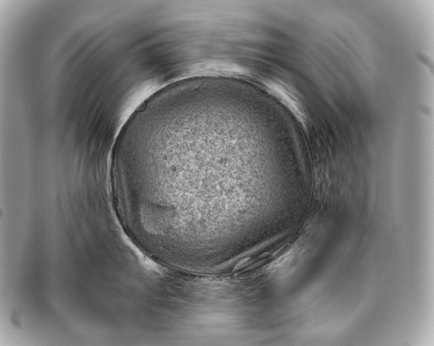 X0000096441103200802071742